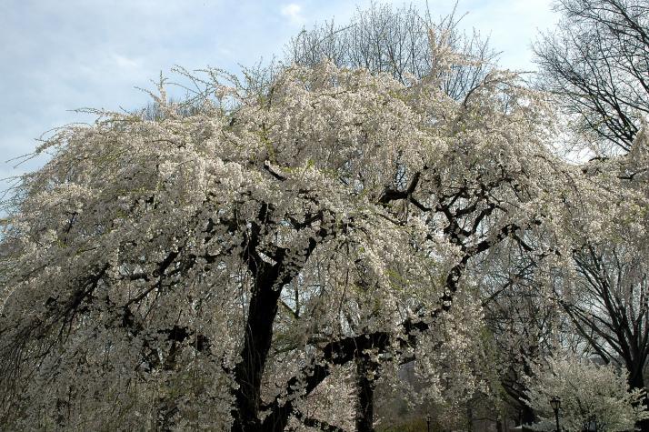 big tree with blossoms - Central Park - NYC, NY