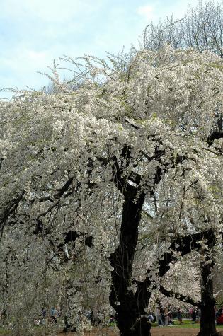 big tree with blossoms - Central Park - NYC, NY