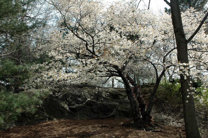 tree in shadows - Central Park - NYC, NY