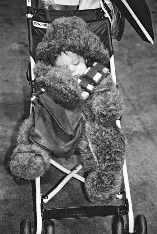 Baby Wookie! - Indianapolis, IN