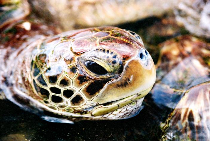 turtle - Grand Cayman