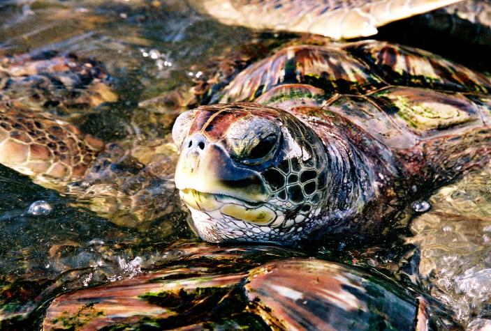 sad turtle - Grand Cayman
