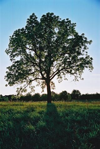 tree at sunset - Montgomery County, PA