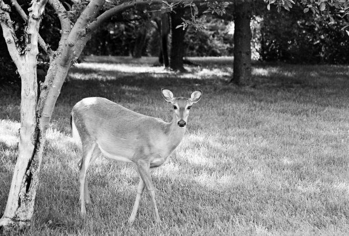 deer - New Hope, PA