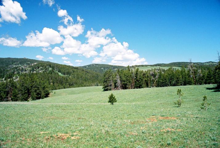 moutain field - TP, Wyoming