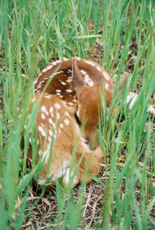 baby deer - Saddlestring, Wyoming