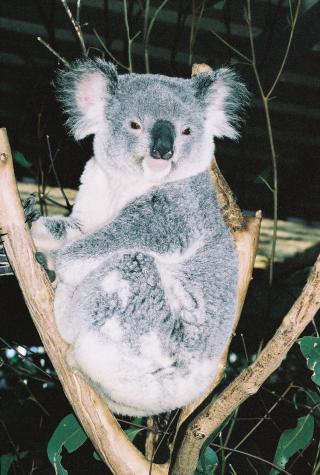 koala balancing act - Lone Pine Koala Reserve, Brisbane Australia