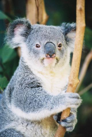 koala hanging onto branch - Lone Pine Koala Reserve, Brisbane Australia