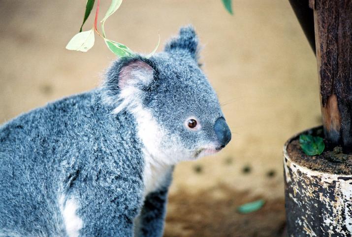 koala on the ground - Lone Pine Koala Reserve, Brisbane Australia