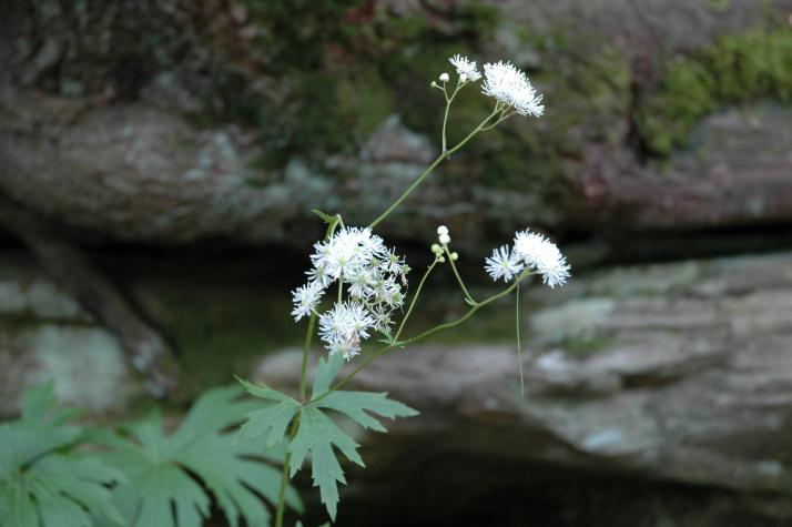 Swallow Falls State Park, MD