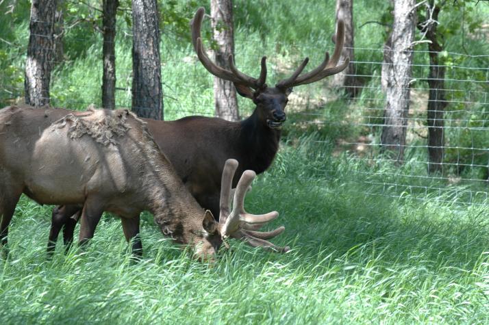 Reindeer - Bear Country Wildlife Park, Black Hills, SD