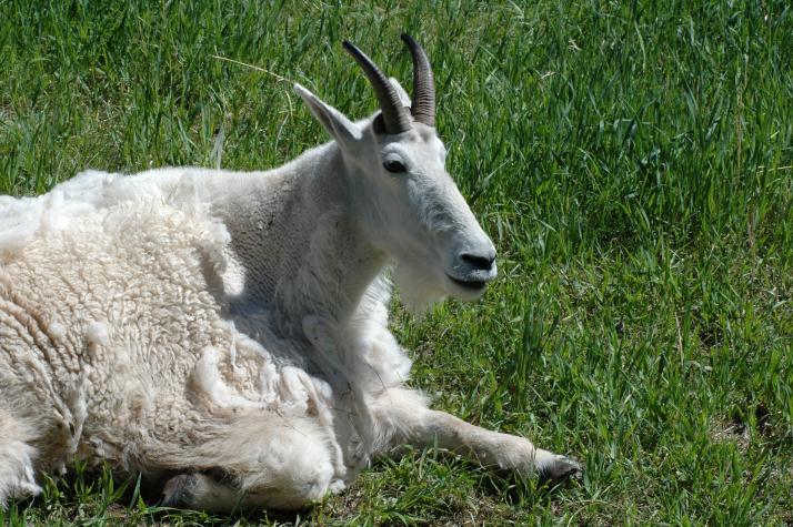 rocky mountain goat - Bear Country Wildlife Park, Black Hills, SD