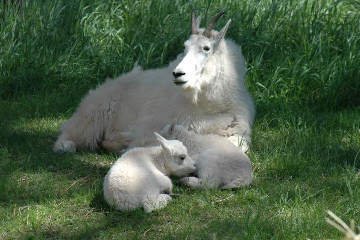 rocky mountain goat - Bear Country Wildlife Park, Black Hills, SD