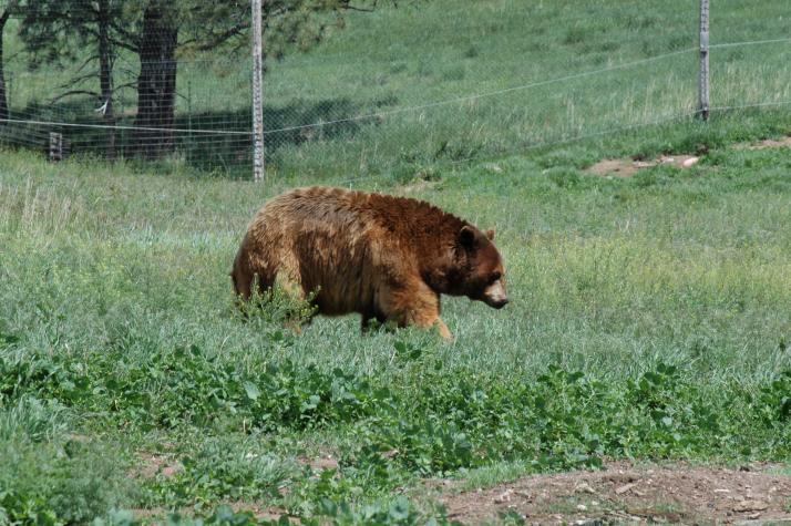 grizzly bear - Bear Country Wildlife Park, Black Hills, SD