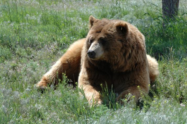 grizzly bear - Bear Country Wildlife Park, Black Hills, SD