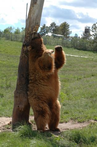 grizzly bear scratches his back - Bear Country Wildlife Park, Black Hills, SD