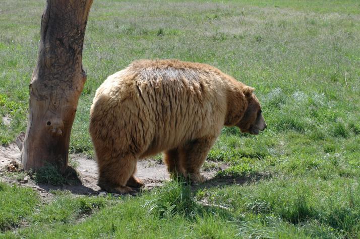 grizzly bear - Bear Country Wildlife Park, Black Hills, SD