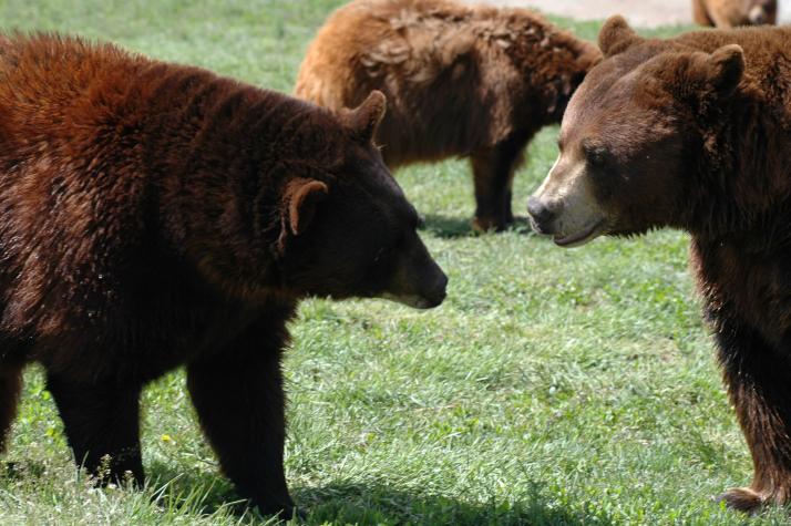 bears - Bear Country Wildlife Park, Black Hills, SD