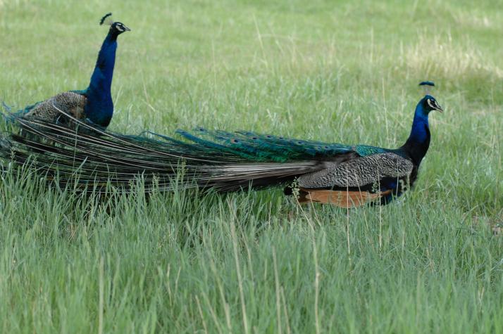 peacocks - Bear Country Wildlife Park, Black Hills, SD