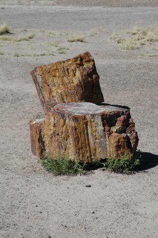 petrified forest, nm