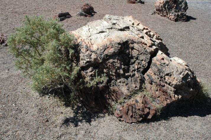 petrified forest, nm