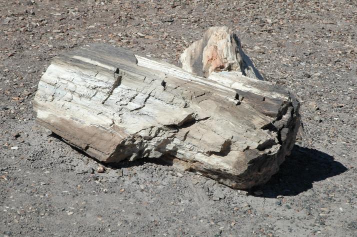 petrified forest, nm