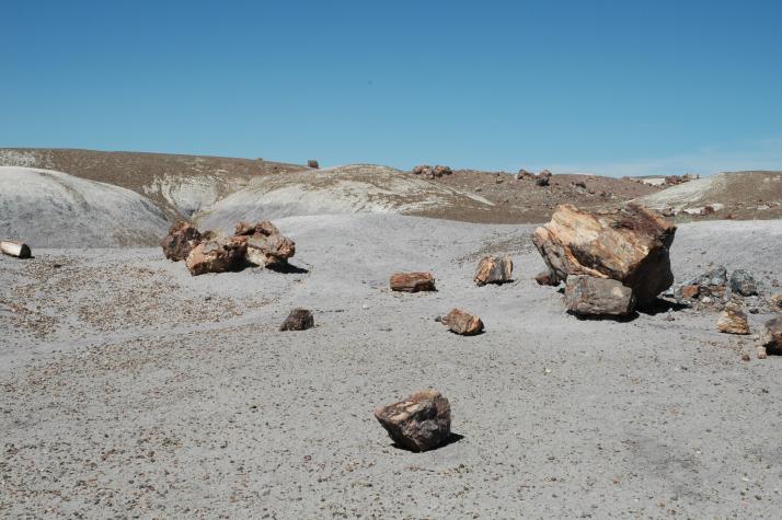 petrified forest, nm