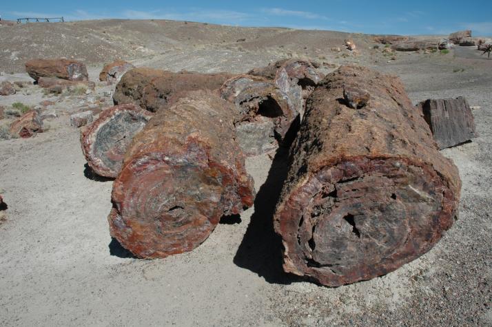 petrified forest, nm