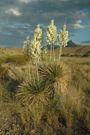 big bend national park, tx