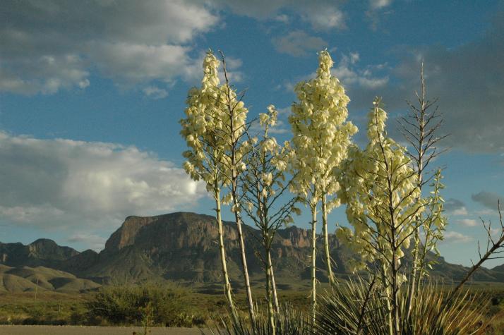 big bend national park, tx