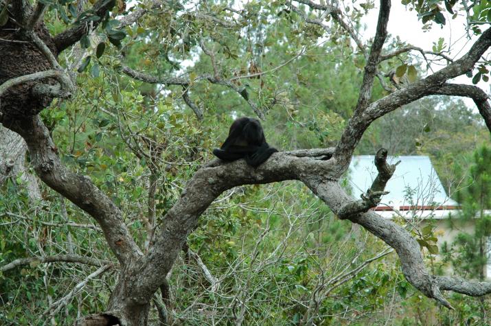 Honeymoon in Belize