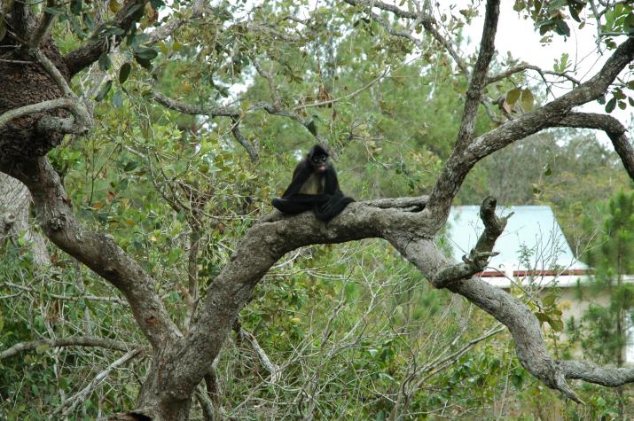 Honeymoon in Belize