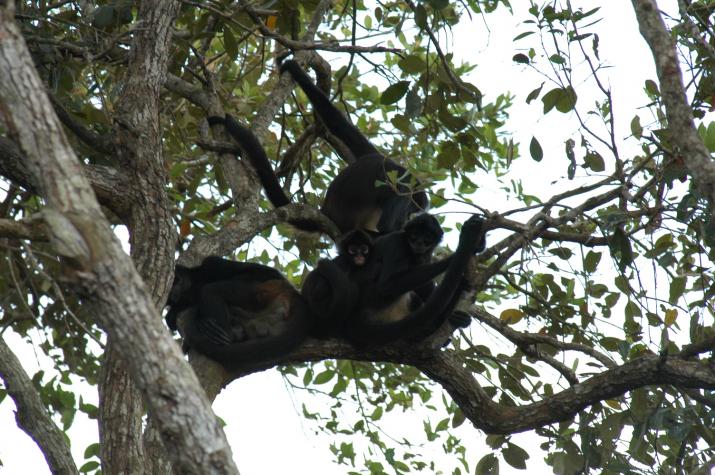 Honeymoon in Belize