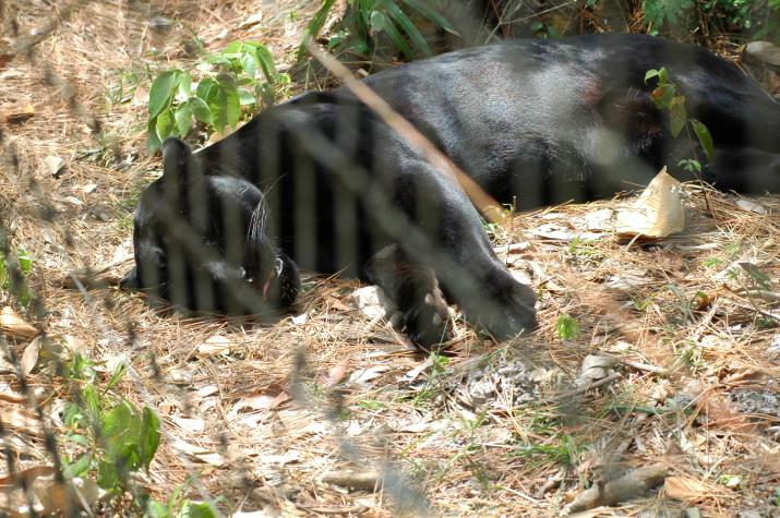 Honeymoon in Belize