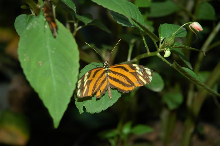 Honeymoon in Belize