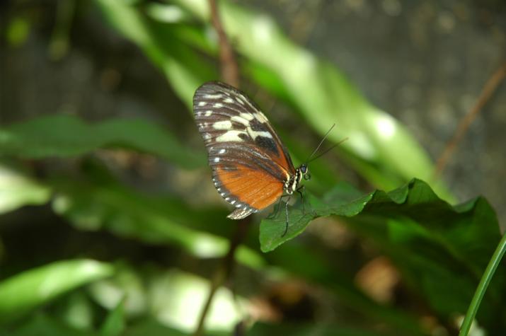 Honeymoon in Belize