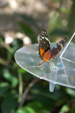 Honeymoon in Belize