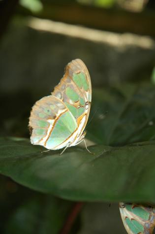 Honeymoon in Belize