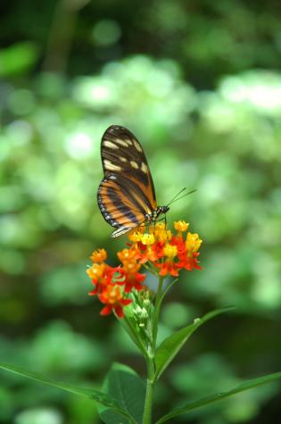 Honeymoon in Belize