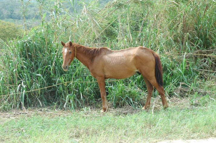 Honeymoon in Belize