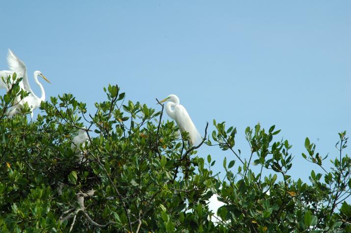 Honeymoon in Belize