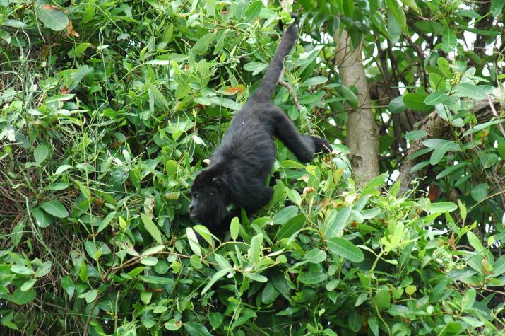 Honeymoon in Belize