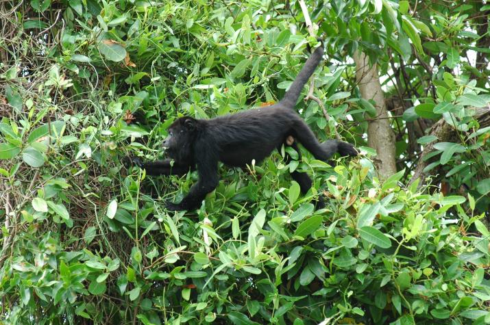 Honeymoon in Belize