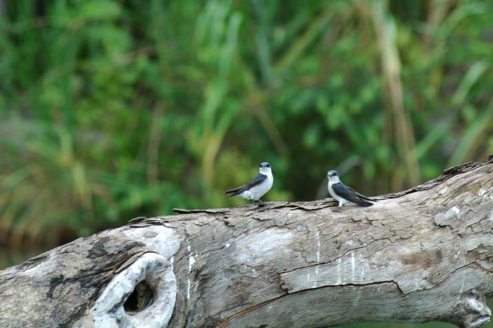 Honeymoon in Belize