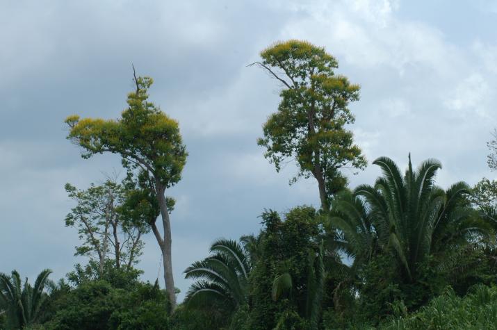 Honeymoon in Belize