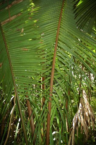 Honeymoon in Belize